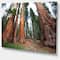 Designart - Three Large Sequoya Trees - African Landscape Canvas Art Print